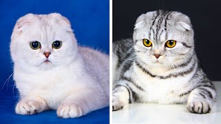 5 Самых популярных пород кошек с необычной внешностью