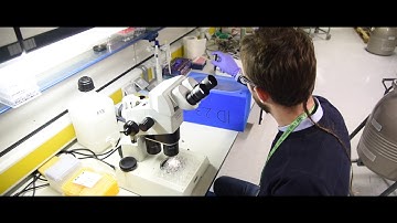 Mesh & collect: a new method to collect data from hundreds of crystals in one go