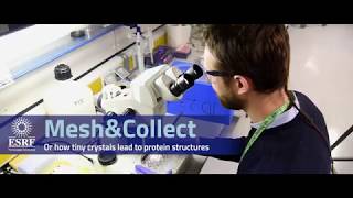 Mesh & collect: a new method to collect data from hundreds of crystals in one go