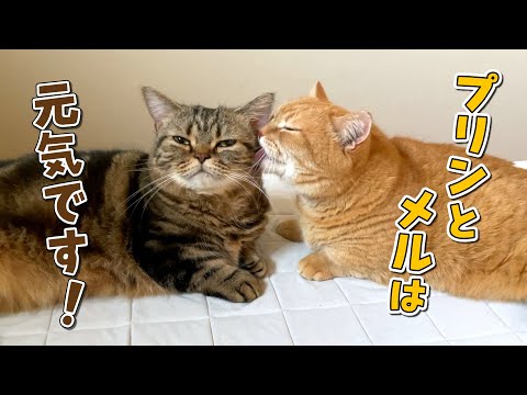 黙ってずっと更新していなかった件&今後について