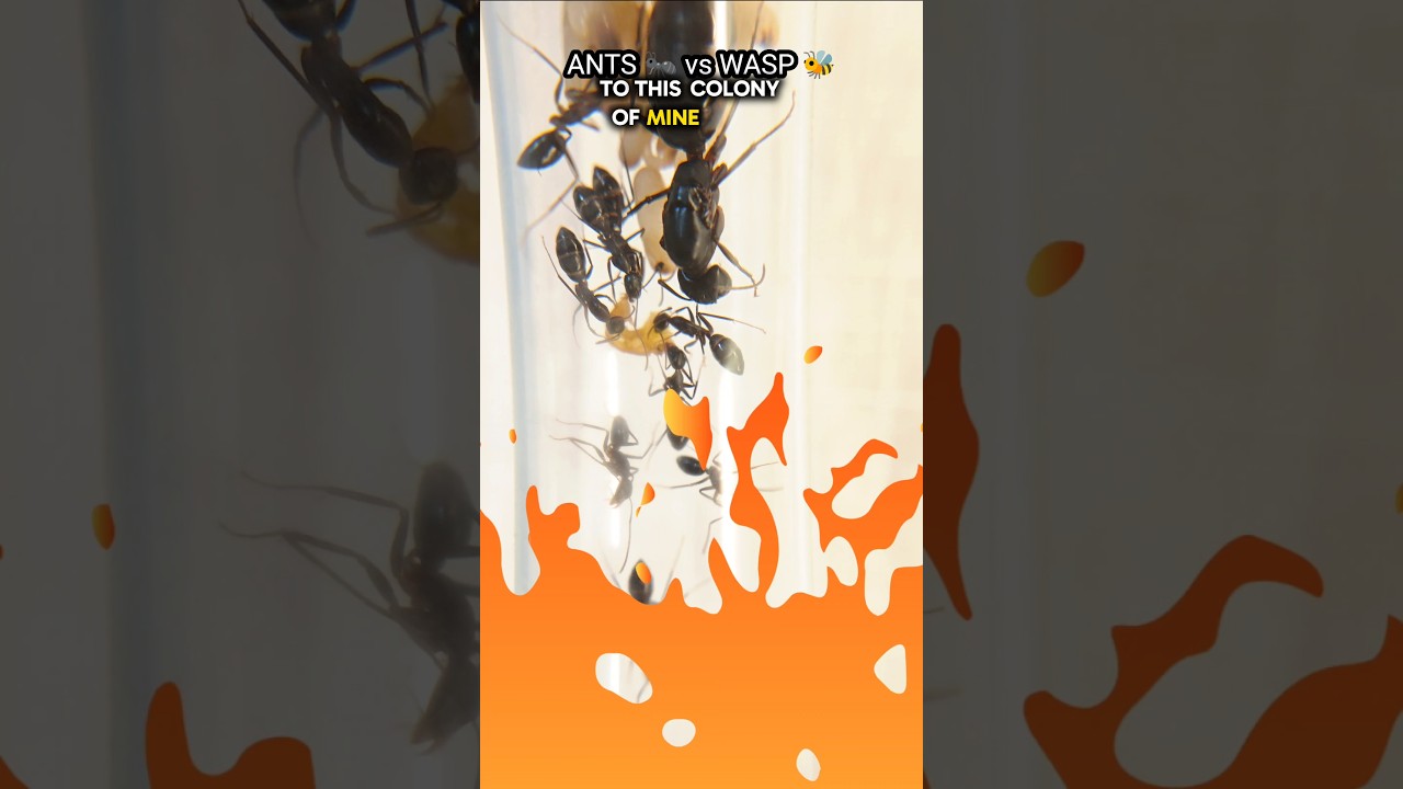 Feeding Wasp to Ant Colony 🐜🔥 | Ants Eating Wasp | Camponotus Compressus 