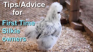 Tips and Advice for for raising Silkie chickens!