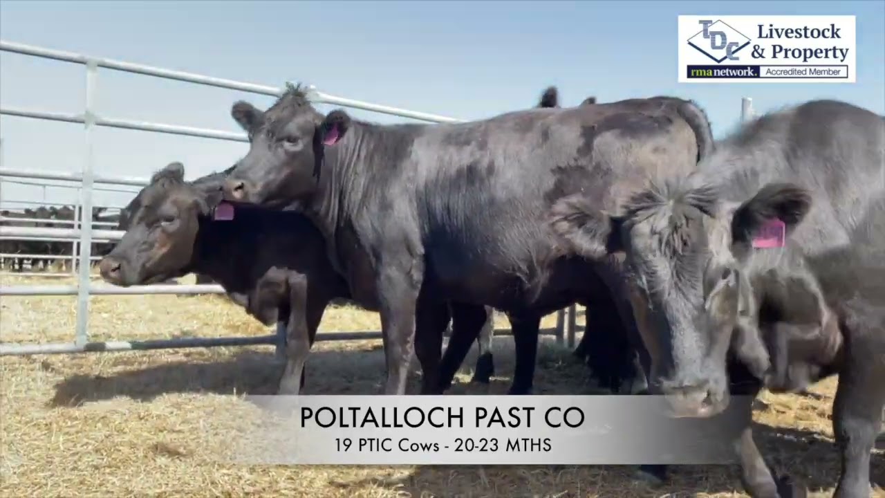 POLTALLOCH 16   HD 720p