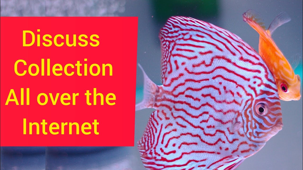 Discuss Fish all over the internet ll Discuss beauty ll beautiful ...