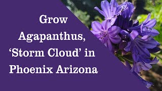 Grow Agapanthus Storm Cloud Lily Of The Nile, Dark Blue Agapanthus In Phoenix Arizona