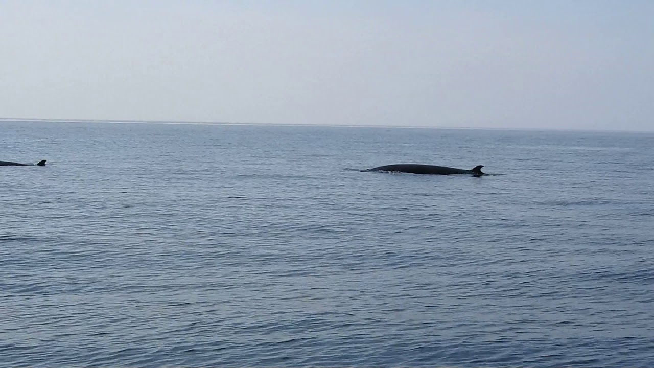 Pleasant Bay Whale Watching  -  July 5, 2019