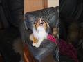 年末年始の実家のイヌ#シェットランドシープドッグ#シェルティ#犬