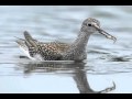 Identifying Shorebirds