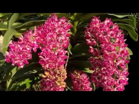 Lan Quế tháng 8, Nghinh xuân, ngọc điểm - 0945827636
