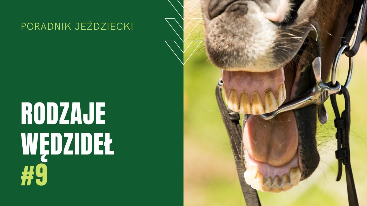 WĘDZIDŁA - wybierz właściwe dla swojego konia | Poradnik jeździecki #9