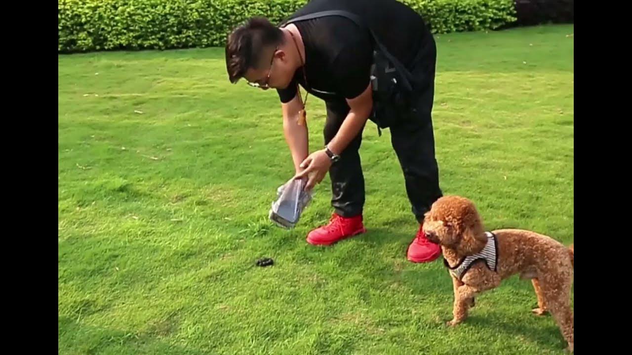 Совок с пакетами для выгула собак и кошек - YouTube