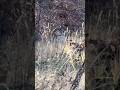 Great buck to walk up on scouting some Missouri public land #deer #hunting #shorts