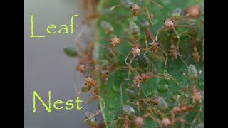 Green Tree Ants LEAF NEST