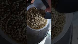 Dumping Feed For Chickens