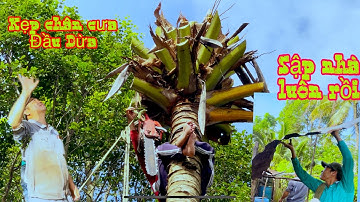 Chủ nhà nhờ nhóm A Kiệt cưa gấp cây Dừa nghiêng về phía mái nhà vì siêu bão sắp vào đất liền