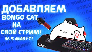 💙Как добавить bongo cat на стрим! / ГАЙД