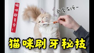 【科普】給貓刷牙!貓蕪湖起飛~~~貓咪刷牙教程大公開!