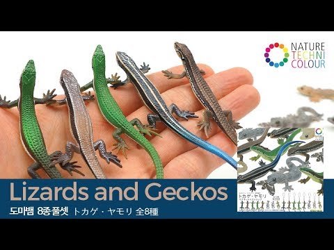 Beautiful Lizards & Geckos Skink / トカゲ・ヤモリ / 네이처