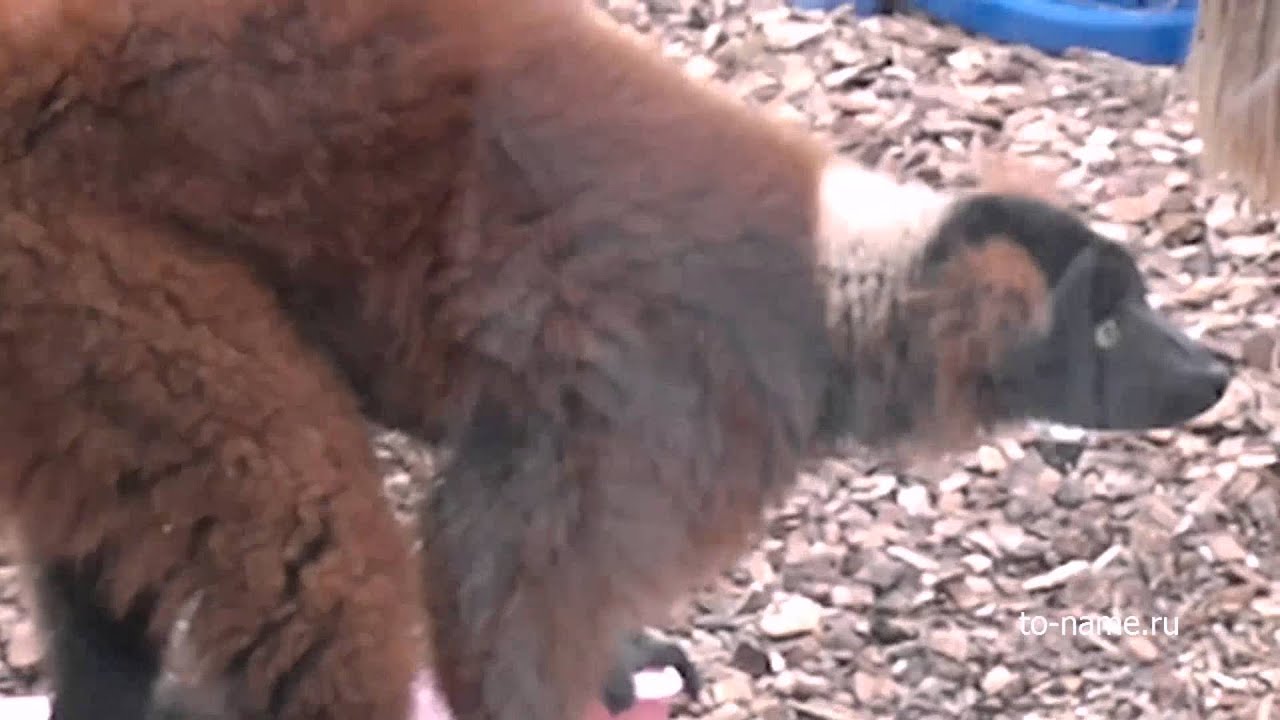 Рыжий лемур Вари