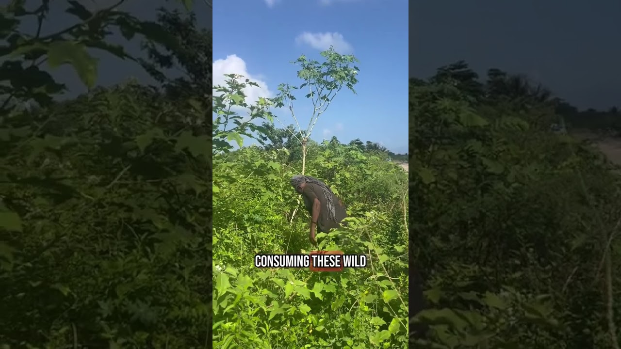 Benefits of Susumbas