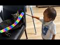 へたくそな猫じゃらしに付き合う猫がまさかのこうなりました