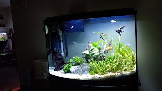 Aqueon 36 Bowfront update!!!!!