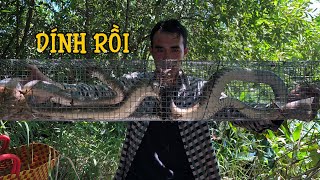 Rắn Khổng Lồ Sa Bẫy - Võ Minh Phụng Bẫy Rắn _Giant Snake Into The Trap