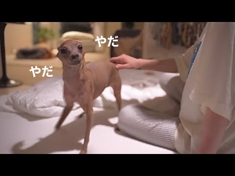 グズって全然寝てくれない駄々こねレイス君が可愛い【ミニピン／元保護犬】