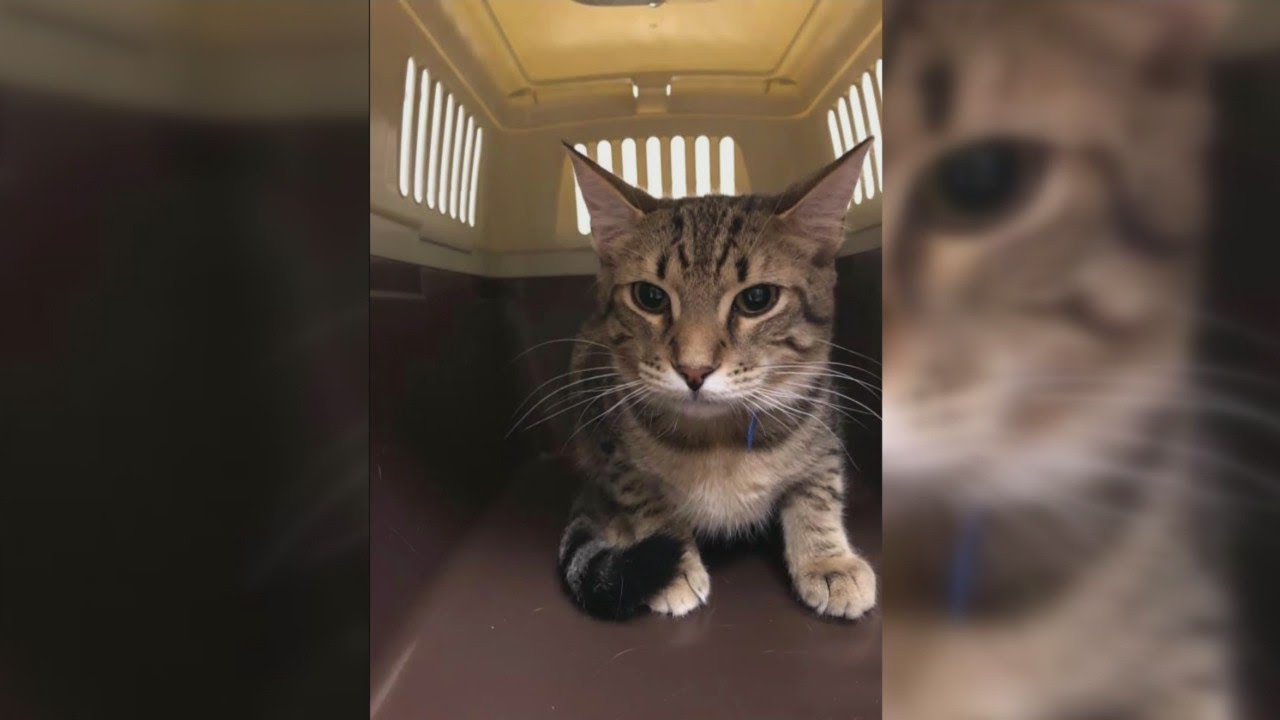 Wisconsin Humane Society Cats