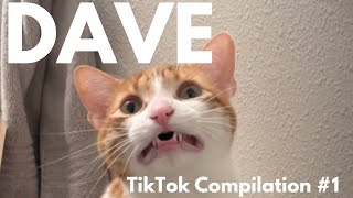 DAVE THE CAT  Funniest TikToks  VOLUME 1