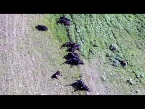 GRAPHIC: 28 cattle killed by lightning strikes during storm in Saskatchewan