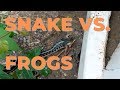 How Many Frogs Can One Snake Eat? But Do Any Survive?
