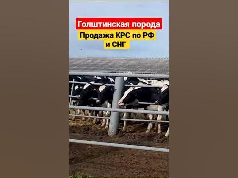 Голштинская порода КРС в России. Самая молочная порода коров в мире ...