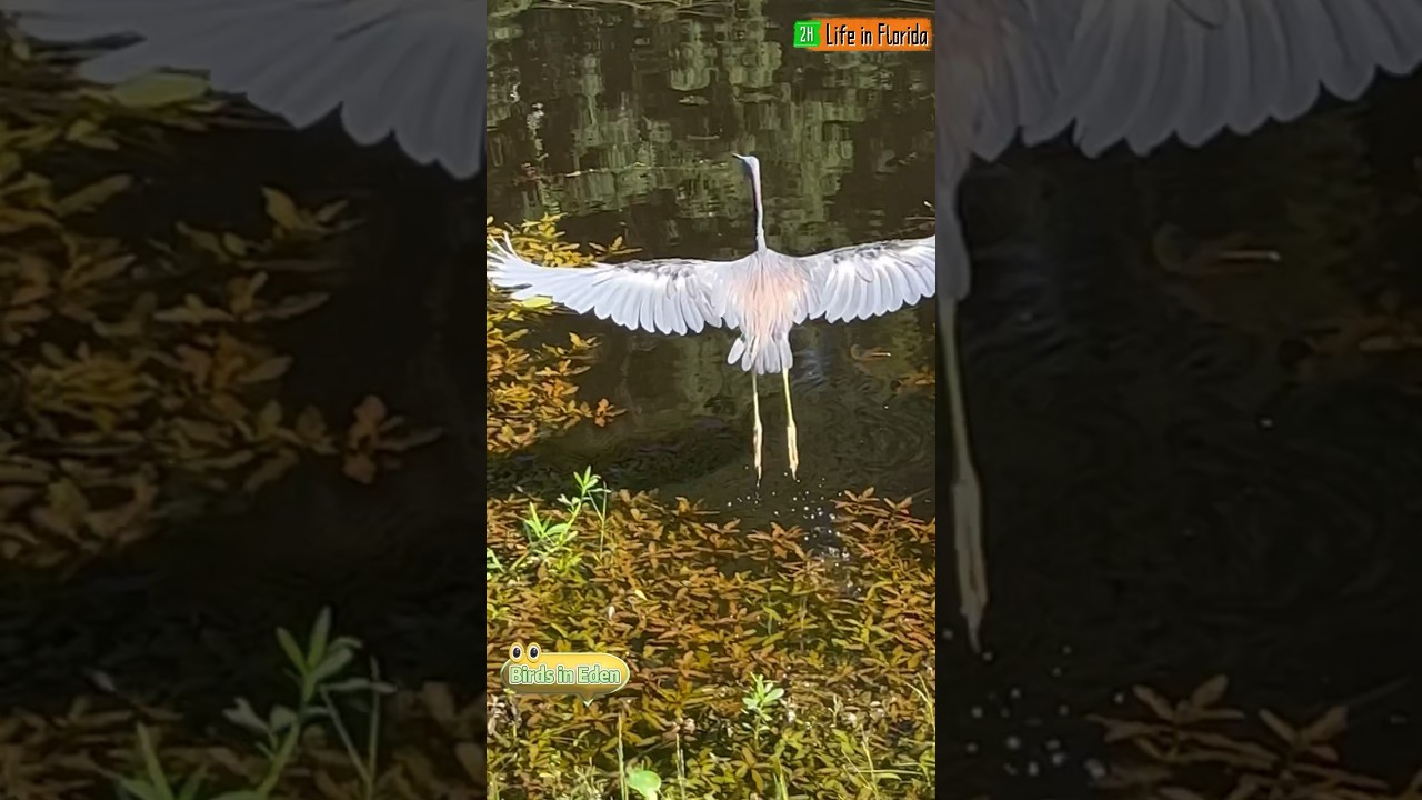 Tricolored Heron Calls Strange Sounds and Gracefully Flies Away🐦