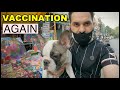 Vaccination pe bunny ka bada bhai mila 🤪 | French Bulldog | Harpreet SDC