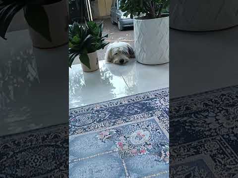 بلفی هروزصبح کارش همینه مظلومانه نگام می کنه تابرم باهاش توپ بازی بکنم حسبی الله