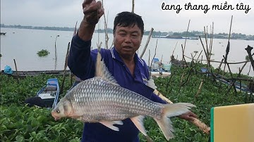 Thành quả sau 2h thả lưới cá cóc ở xóm lưới Hồng Ngự