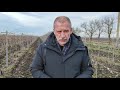 Зимние операции на плантациях столового винограда для повышения урожайности и качества