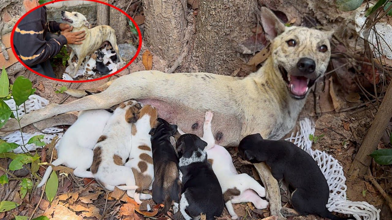The mother dog gave birth to a litter of puppies in the wild, but she ...