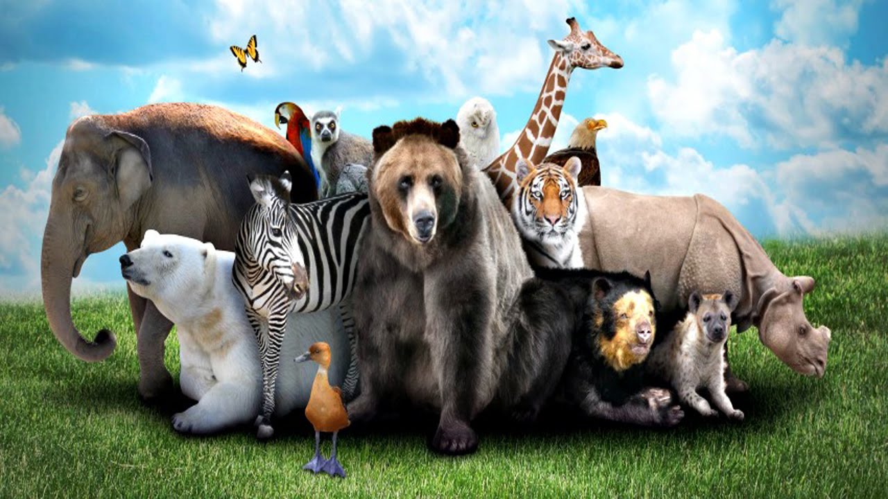 Wild animals тема