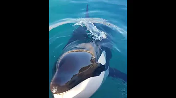 А вы знаете где у Косатки глаза😊