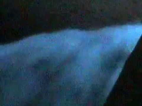 luminous lagoon jamaica sharks luminous lagoon jamaica sharks