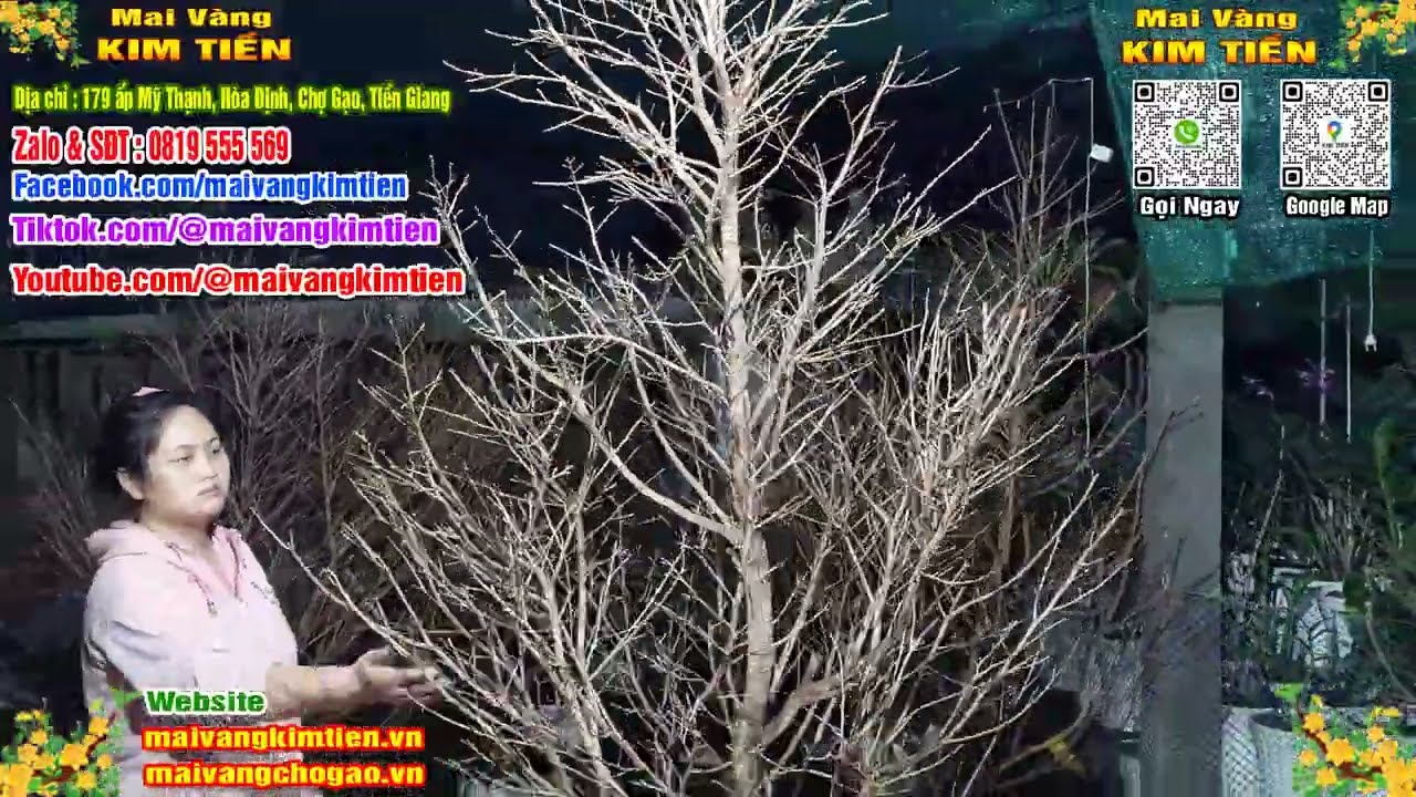 Mai Vàng Nhiều Nụ Đón Tết Bao Ship Toàn Quốc - Mai Vàng Kim Tiền Chợ Gạo