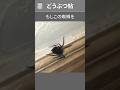 蜘蛛を叩いたら黒い粒が飛び散った、その正体とは