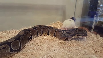 Ball python killing a rat