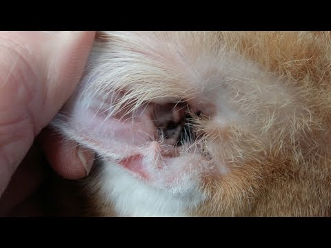 Video: Ematoma Di Gatto - Gatto Seroma - Ematoma Auricolare Nei Gatti