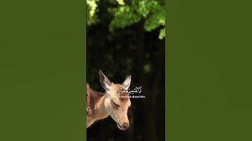 الآيات من 27 إلى 32  #سورة_الحاقة بصوت الشيخ   #ماهرالمعيقلي