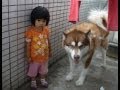 犬の尾を踏んでしまった孫娘 My granddaughter stepped on the dog's tail
