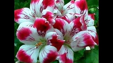 القارئ اليمني محمد اليوسفي