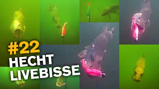 Hechtangeln Livebisse [Unterwasser-Aufnahmen]